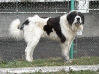Ben(Traian)